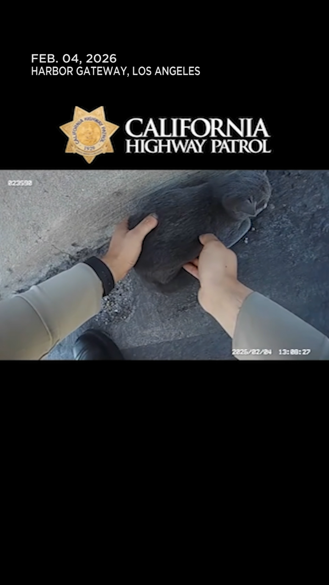 Traffic came to a halt on the 405 Freeway for a tiny rescue mission in ...