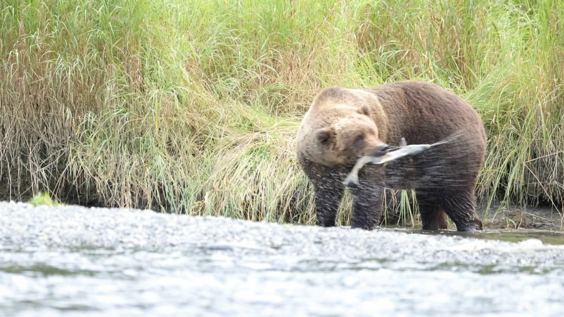 She was a fun bear to photograph. When picking up fish, as the quote ...