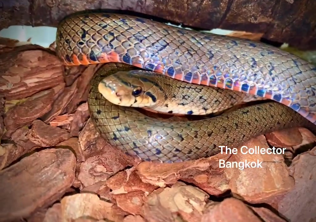 Euprepiophis conspicillatus Japanese forest rat snake 日本森林鼠蛇