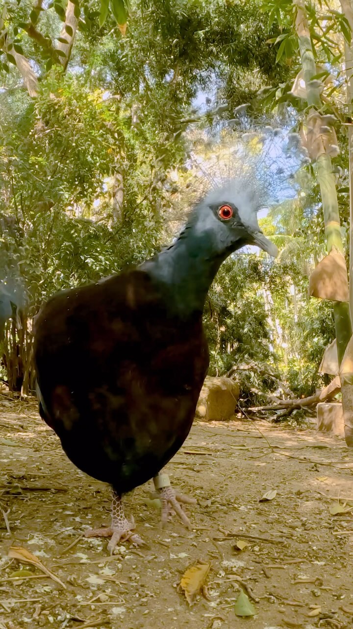What kind of birbs are these? Drop your answer in the comments ⬇️ A ...
