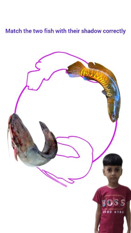 Match the two fish with their shadows correctly #fbreels #fbreelsvideo ...