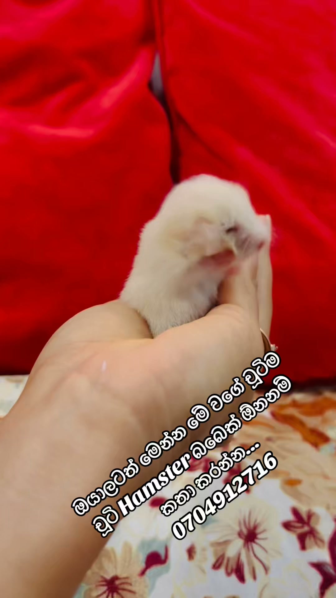 COCO Pet
