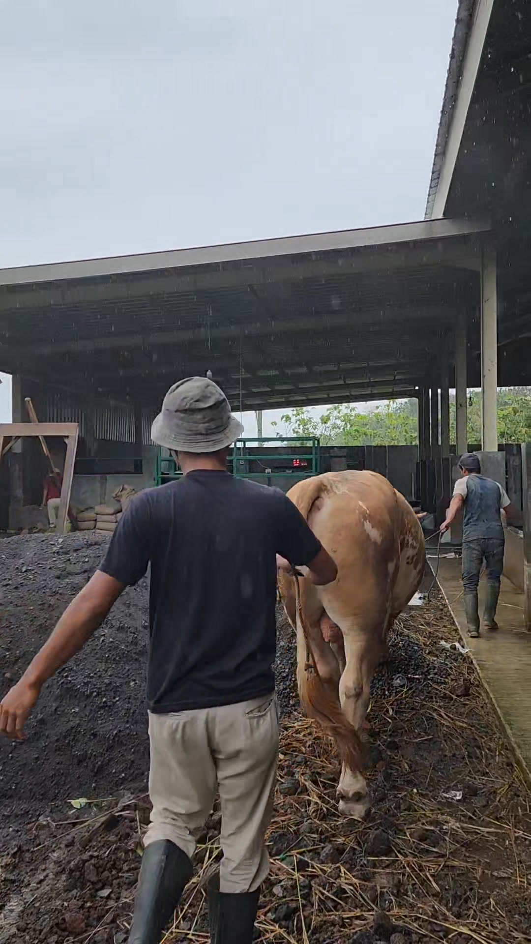 Main ujan ujanan 🐂 #sapi #cow #bull #peternak #peternakansapi | Mulya ...
