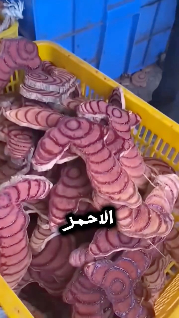 abo-elsyouf-giza