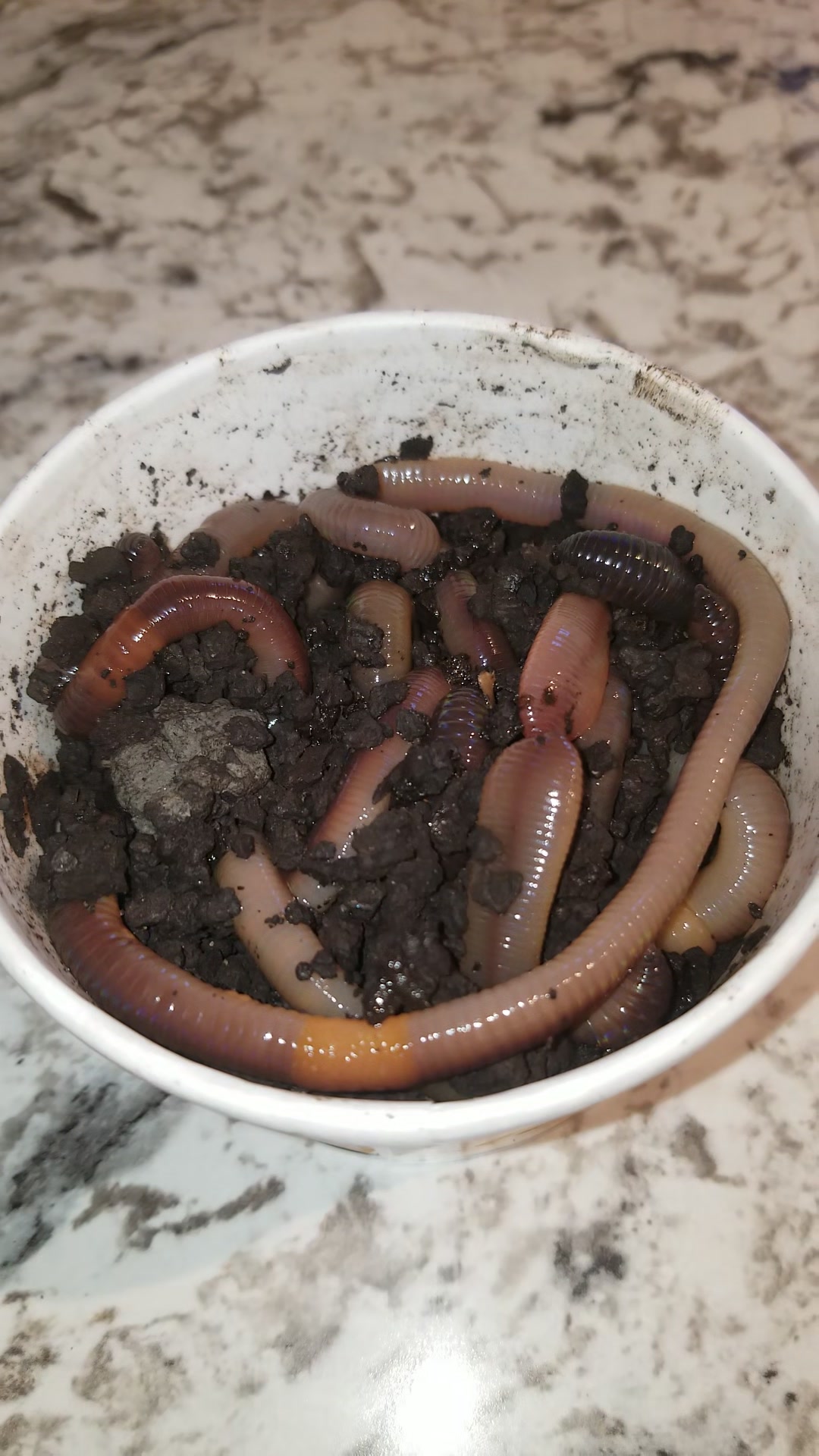 5lb box of fishing worms Worm Gear 88 Piece Loaded Tackle Green Con Pre Live Sandworms Bait | Sand