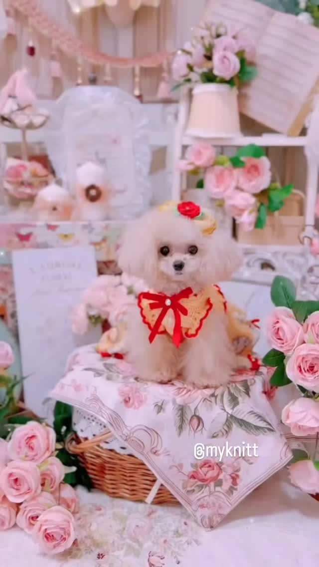 Myknitt Chihuahua Clothes (@MyknittChihuahuaClothes) • Facebook