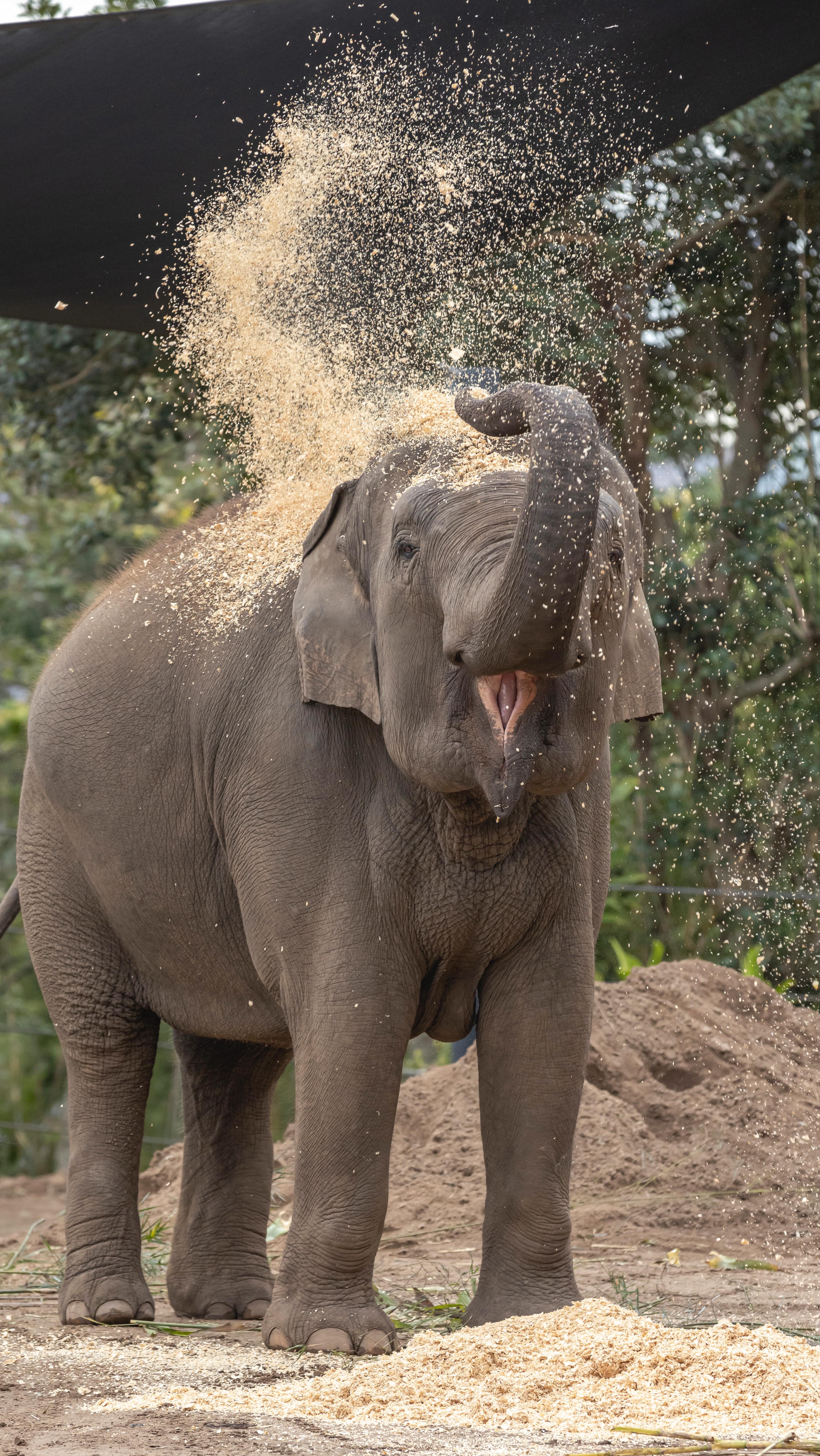 🐘 We all know elephants never forget, so let’s give them an ele-bration ...