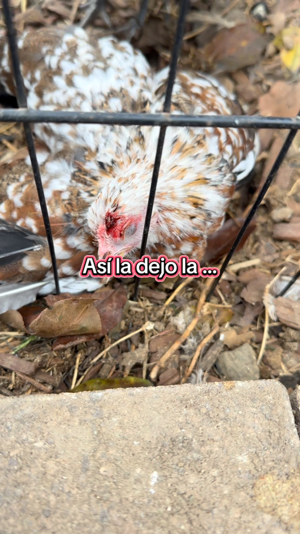 Granja - 👌🏿 #pollo #polla #pollita #alimonada #gallina #gallo #gallito ...