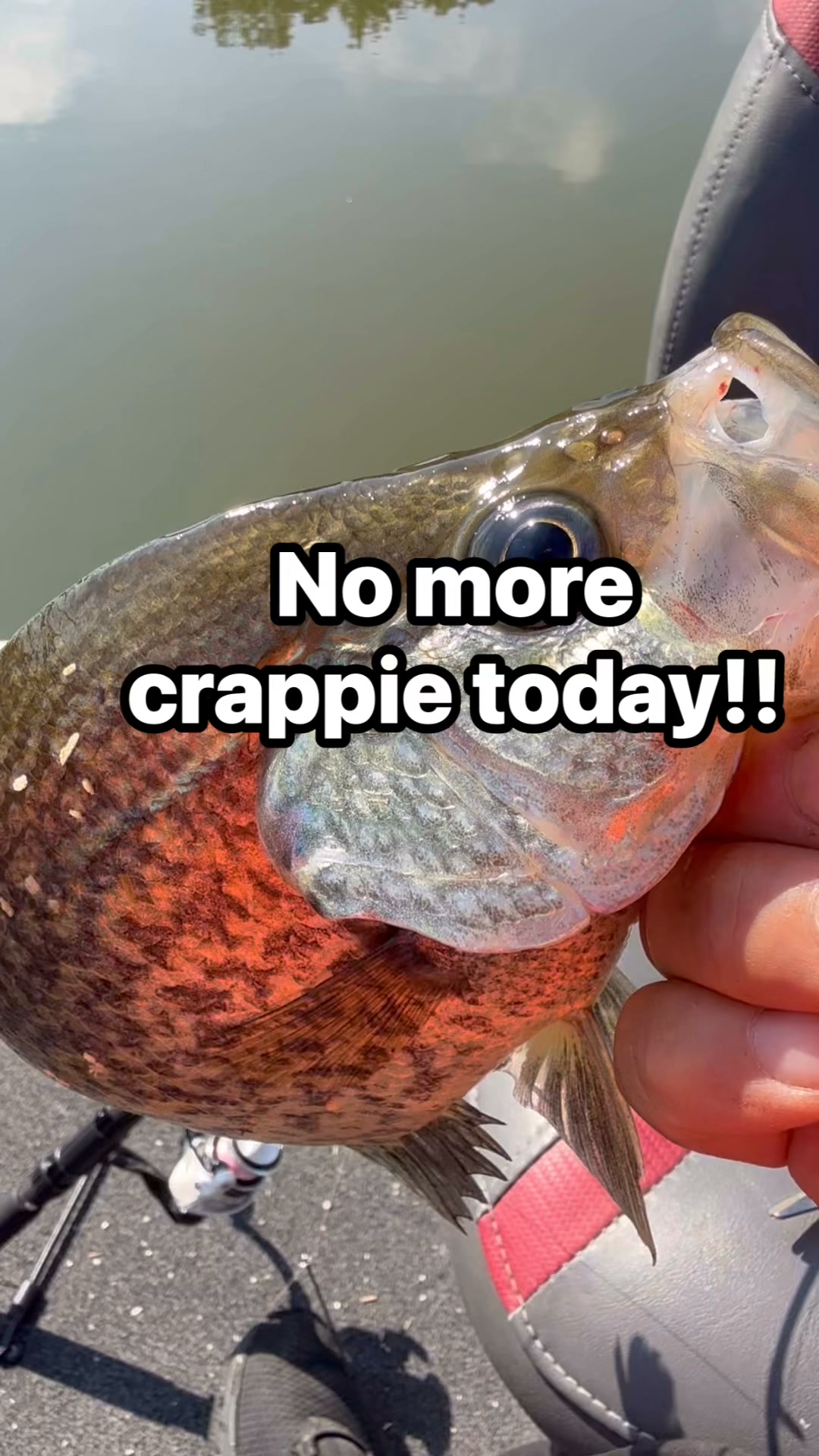 cajun crawl fishing lures Craw Category_Reels and Accessories The distinct pulsating action Daiwa 16 EM MS Model:Tatula MQ LT 2000