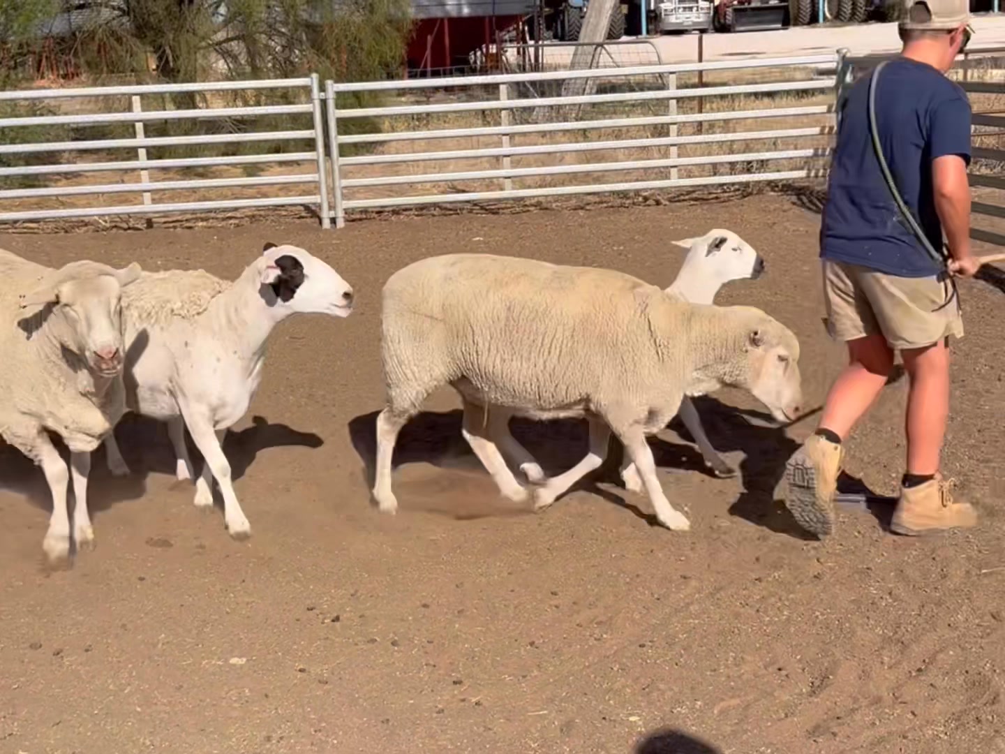 Coolynn Duke winning the high jump at Kaniva show, jumping 1.95m. He ...