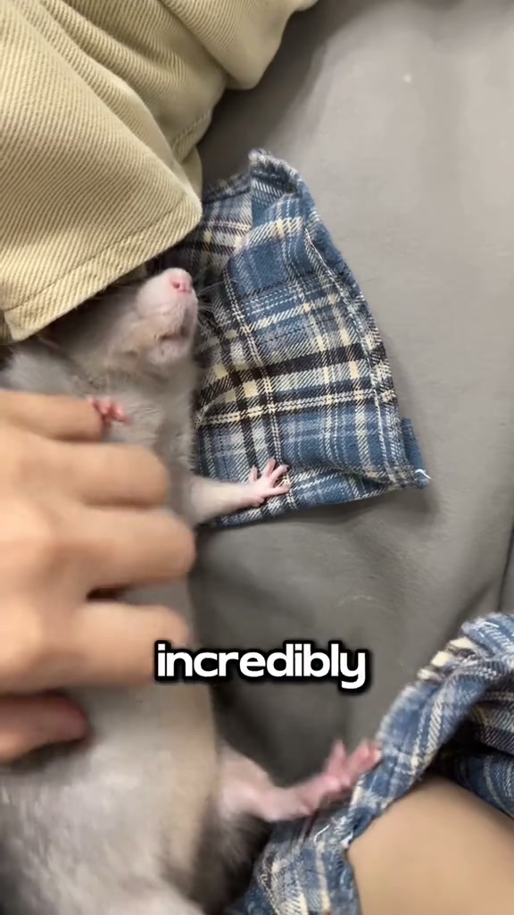 ☺︎kiss kiss mouse☺︎です The kissing mouse, short but sweet | The Mouse family that live by