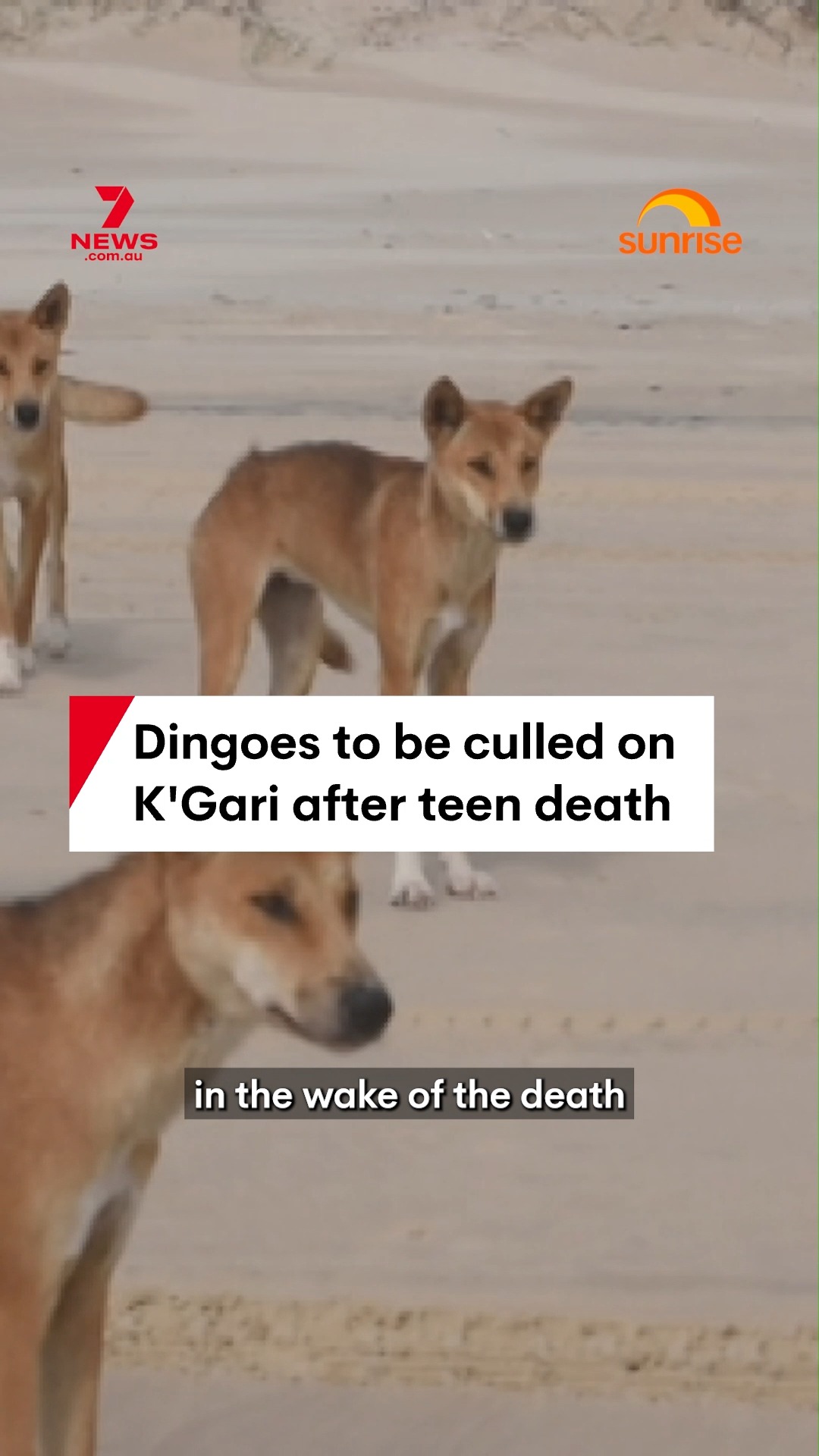 Wildlife rangers on K'Gari will euthanise a pack of ten dingoes ...