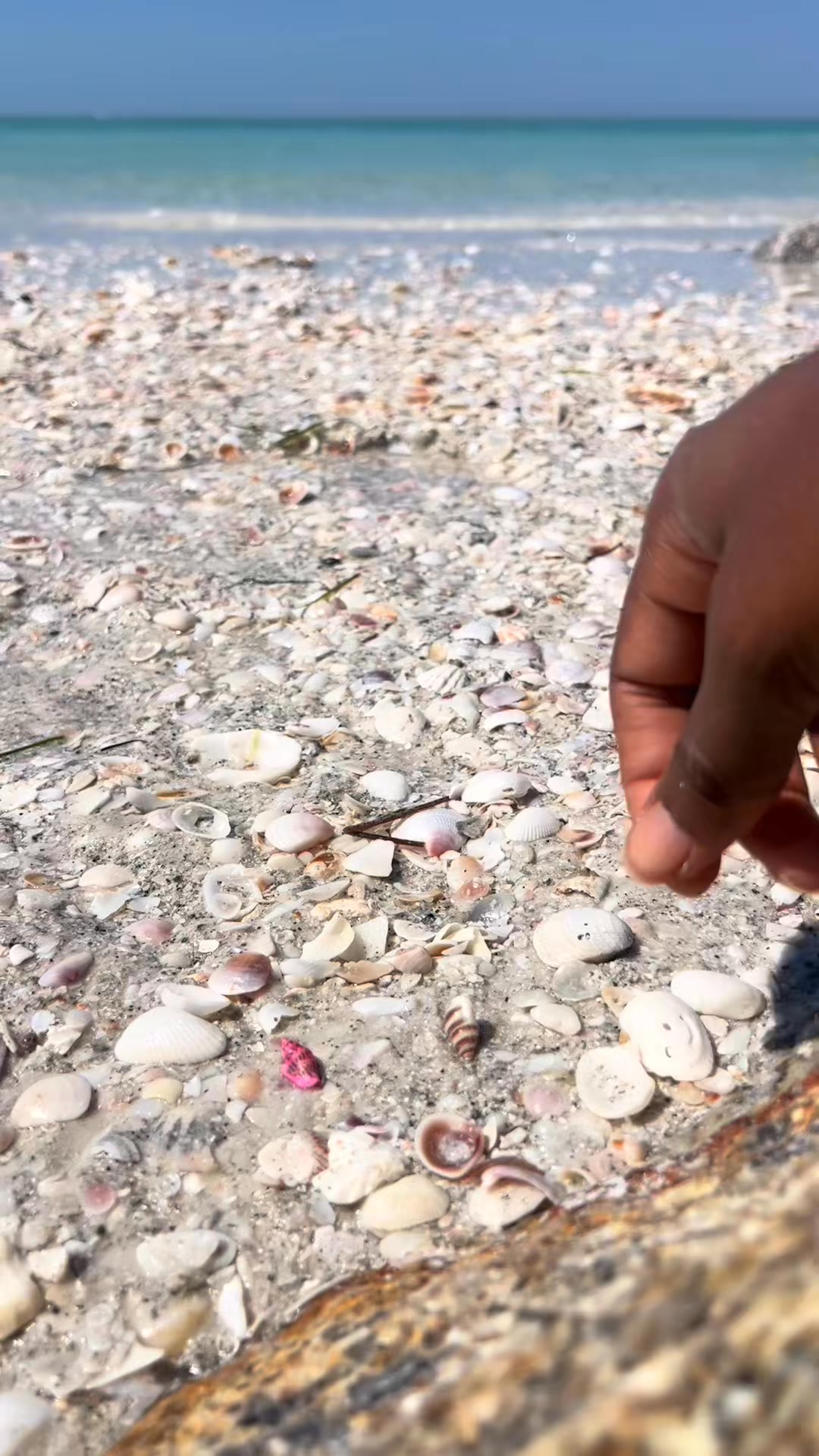 collect shells with them 💕 #seashells #beach #fyp | displayshellco ...