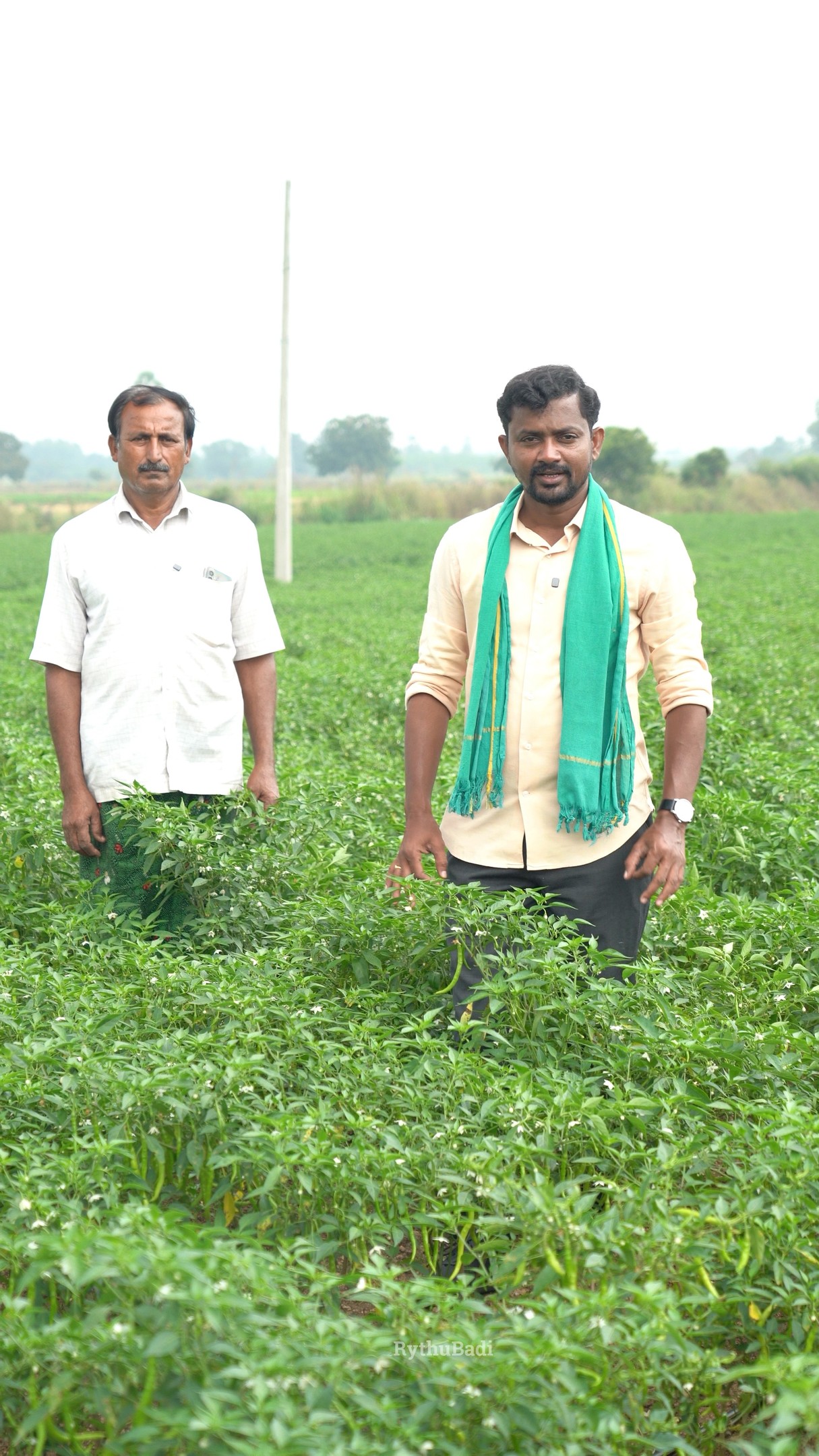 Green Chilli Cultivation#rythubadi #agriculture #chillicultivation ...