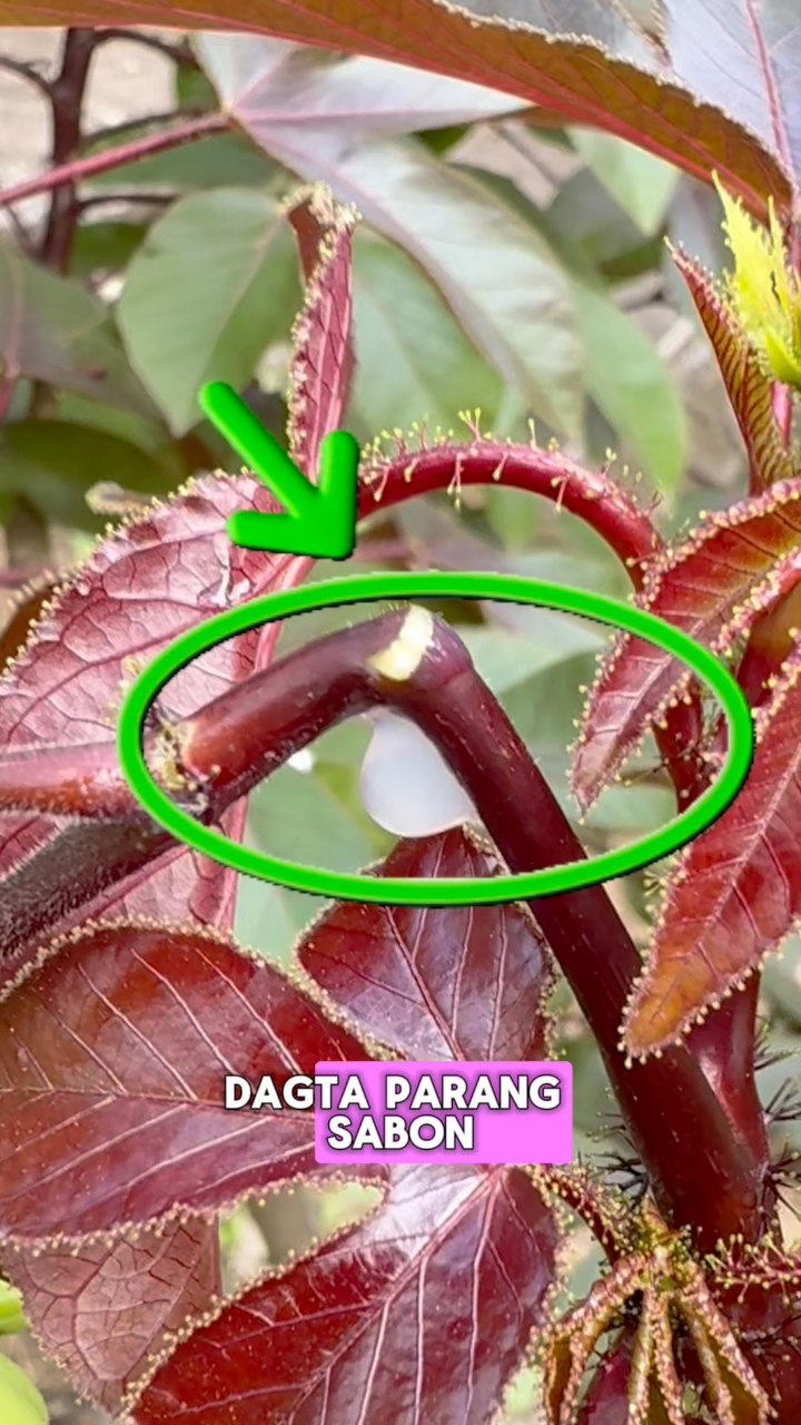 Red physic nut, lansi-lansidan, or tuba-tuba #forest #SustainableLiving ...