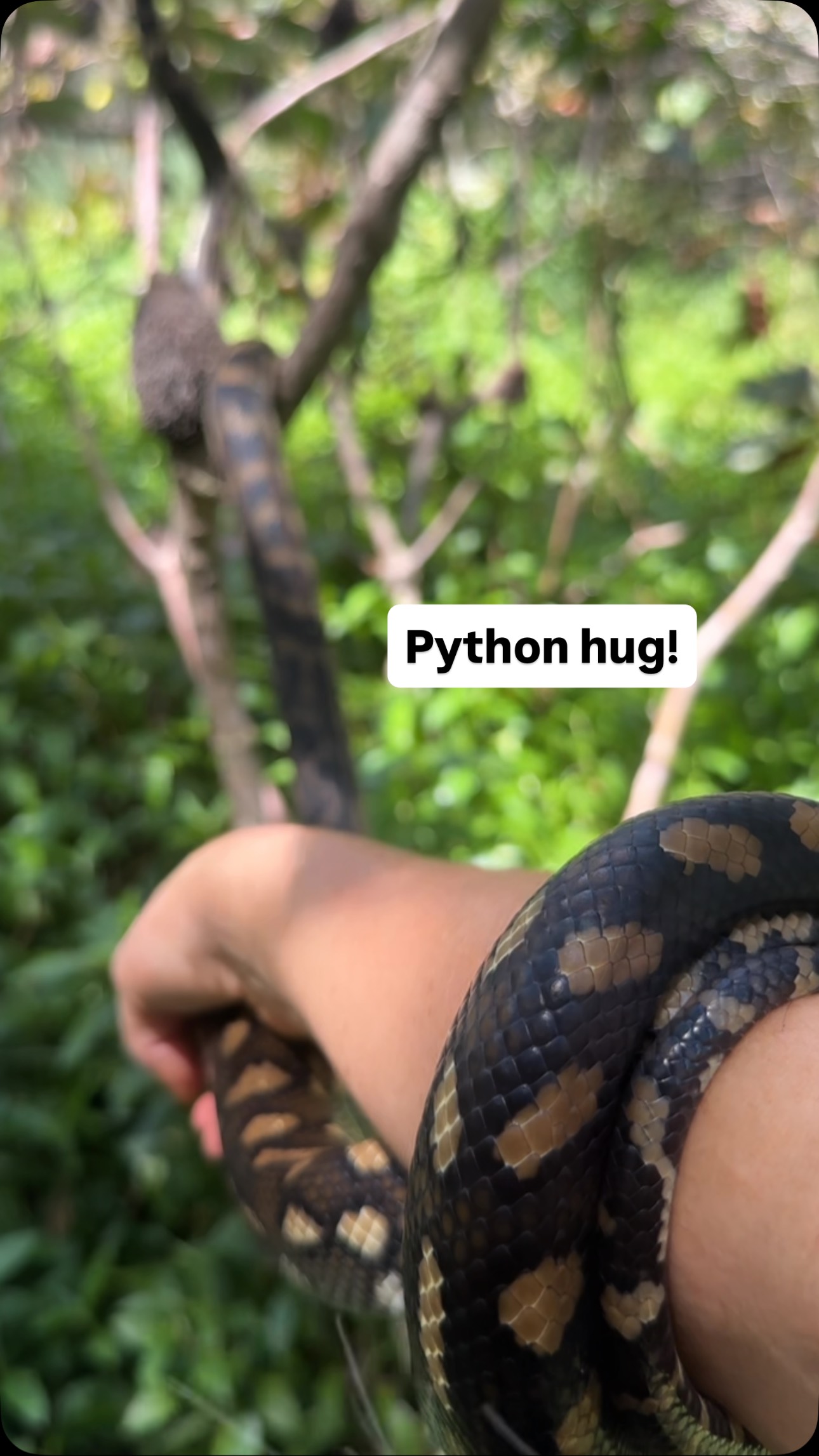 Python Hug! When a python hold on like this, it’s not trying to ...