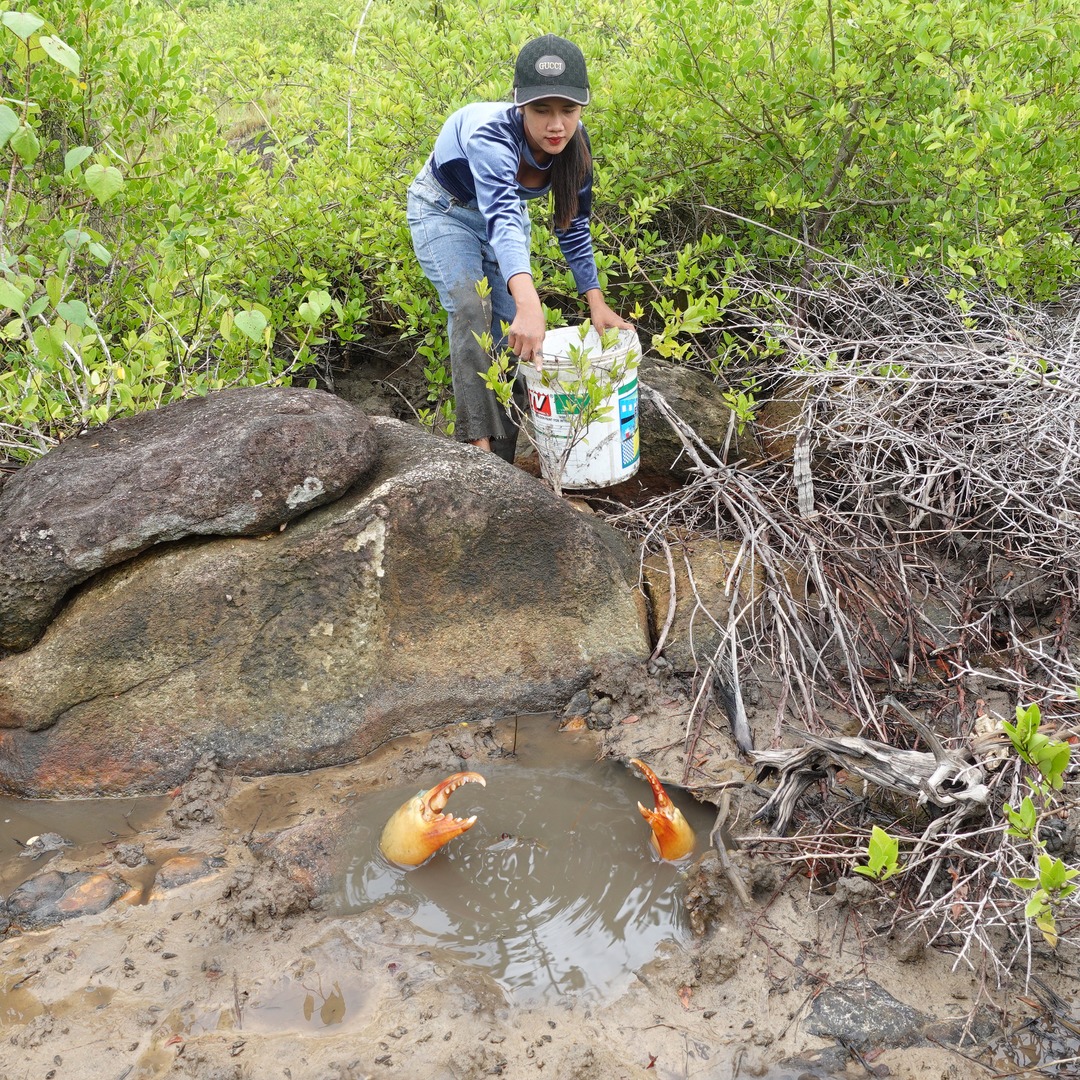 Catching A Lot Of Huge Mud Crabs In Swamp after Water Low Tide # ...