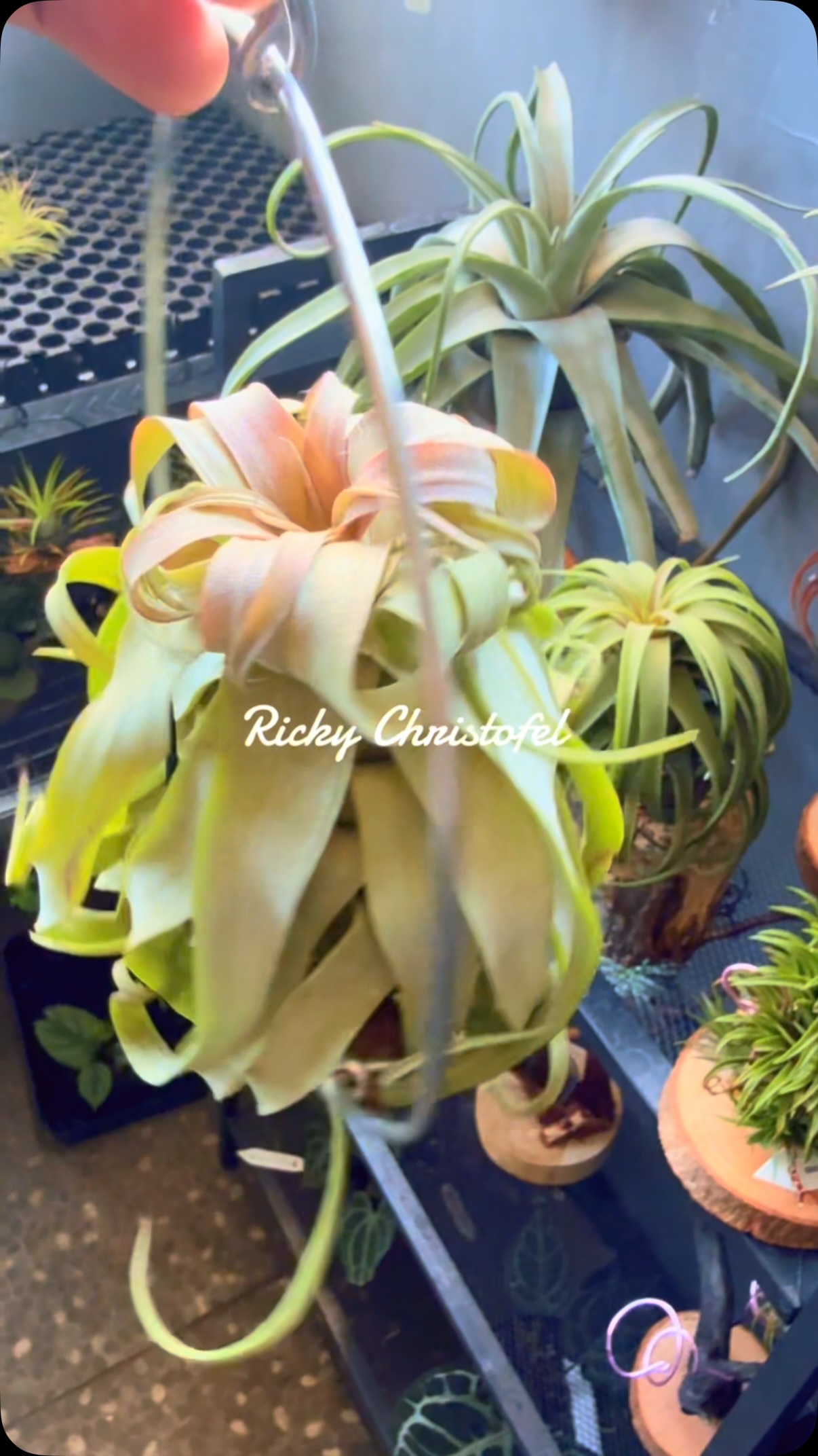 Tillandsia concolor Red Prince: The normal Tillandsia concolor has
