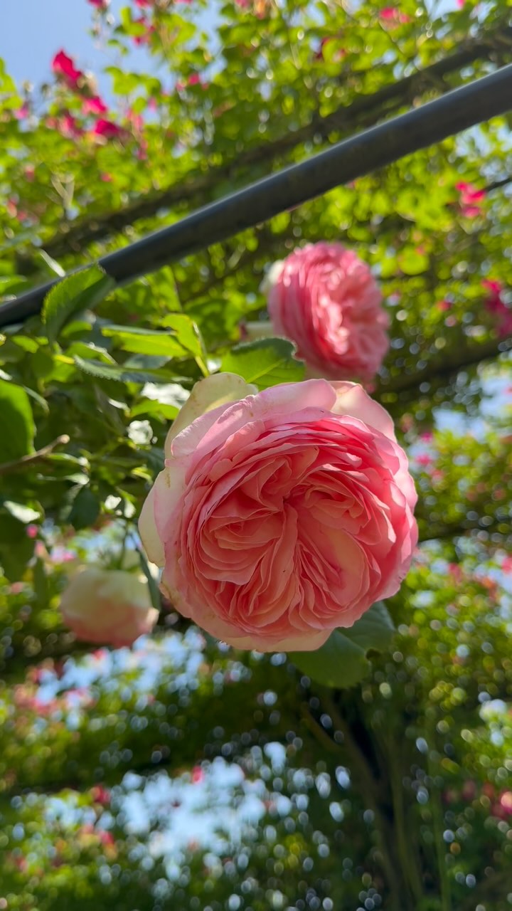 Eden Rose '88 Fully double old fashioned type flowers of creamy