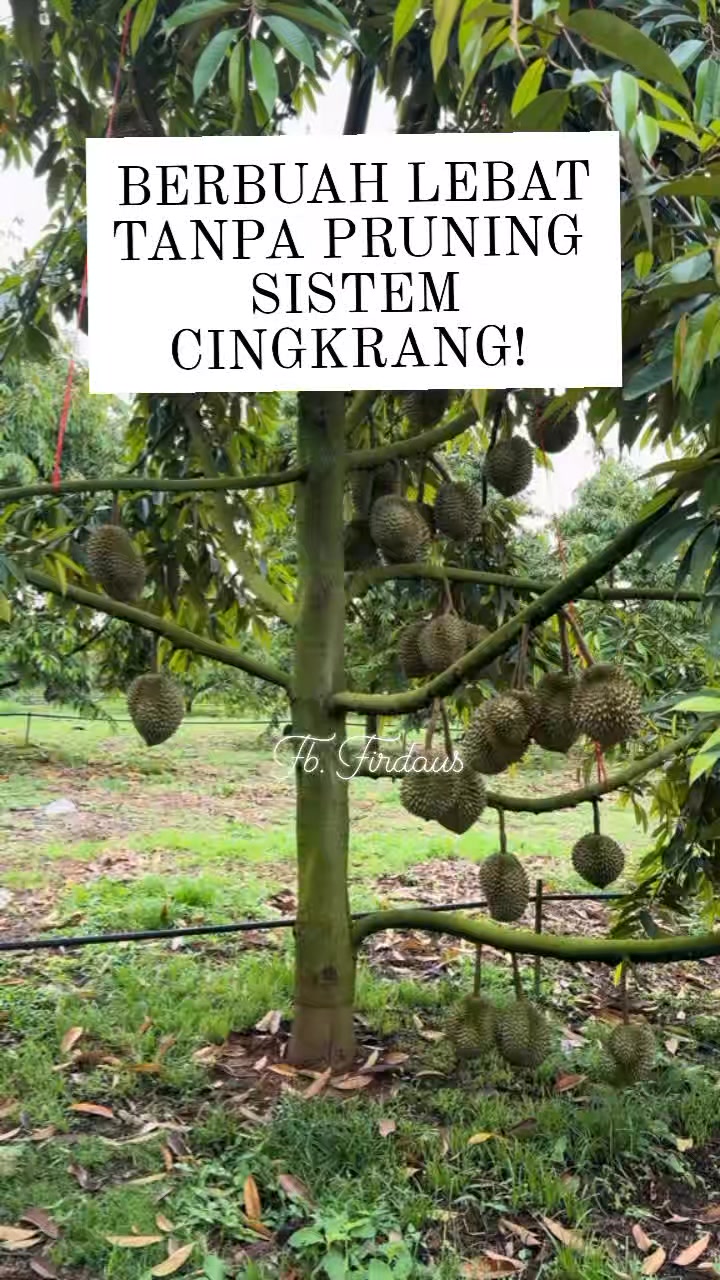 Pohon rindang dan berbuah lebat #kebun #durian #perkebunandurian #reels ...