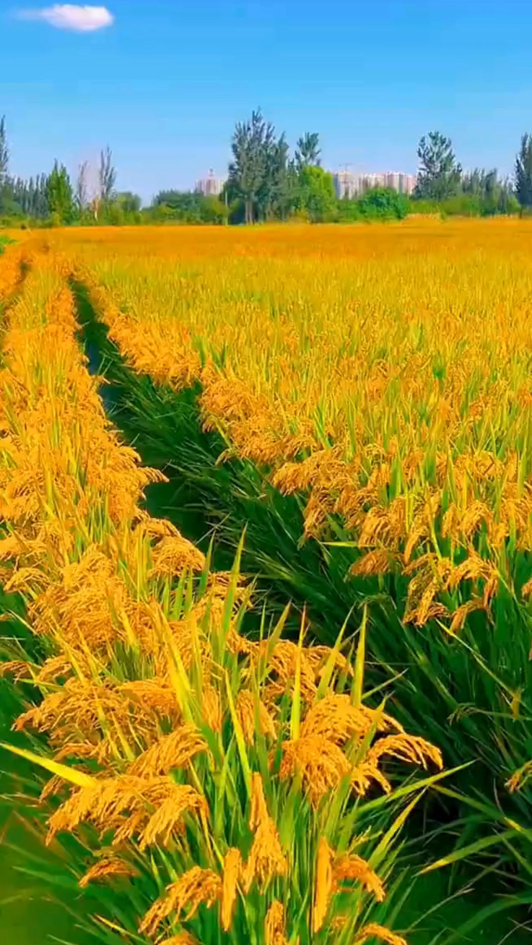 Жасмин цагаан будаа-Saigon rice