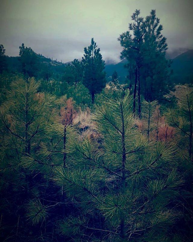 Shit Liver - HORRIFYING PROOF OF THE ELUSIVE BIGFOOT!...