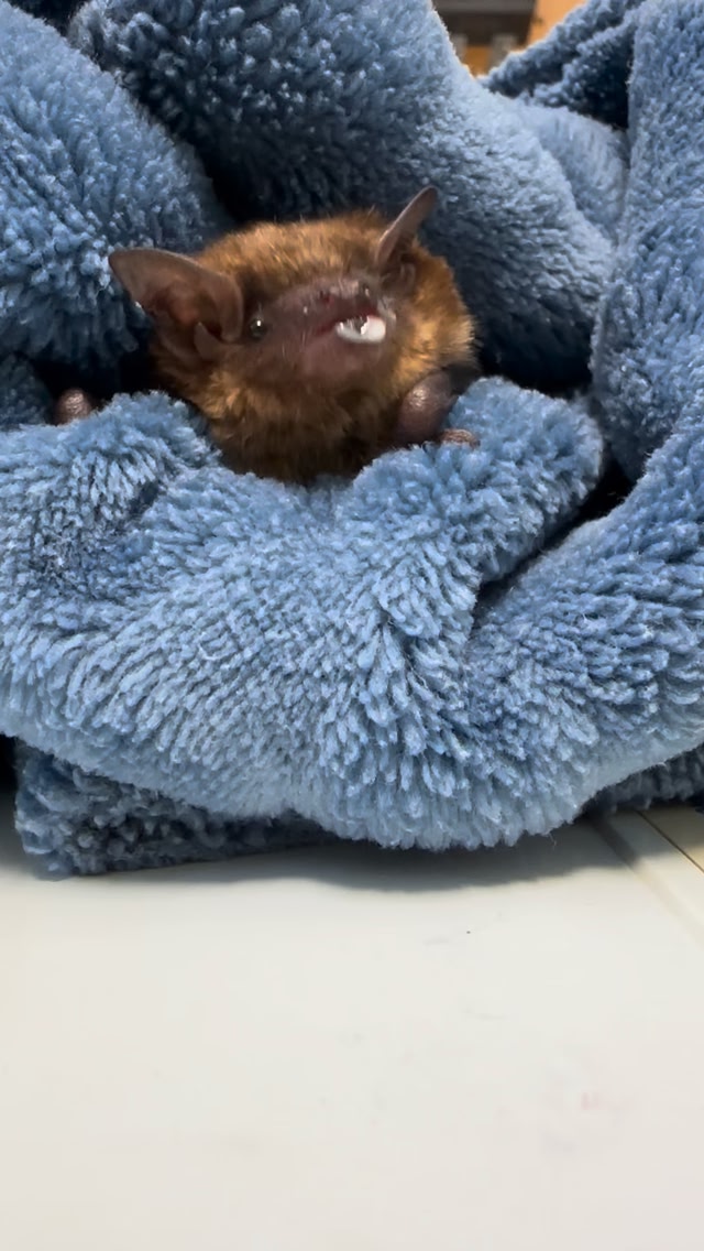 🦇 Big Brown Bats: What You Should Know 🦇 Big brown bats are one of the ...