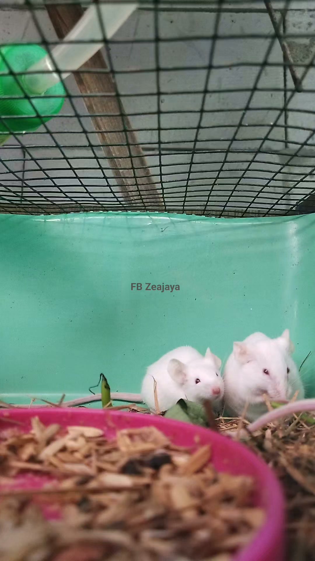 The kissing mouse, short but sweet | The Mouse family that live by