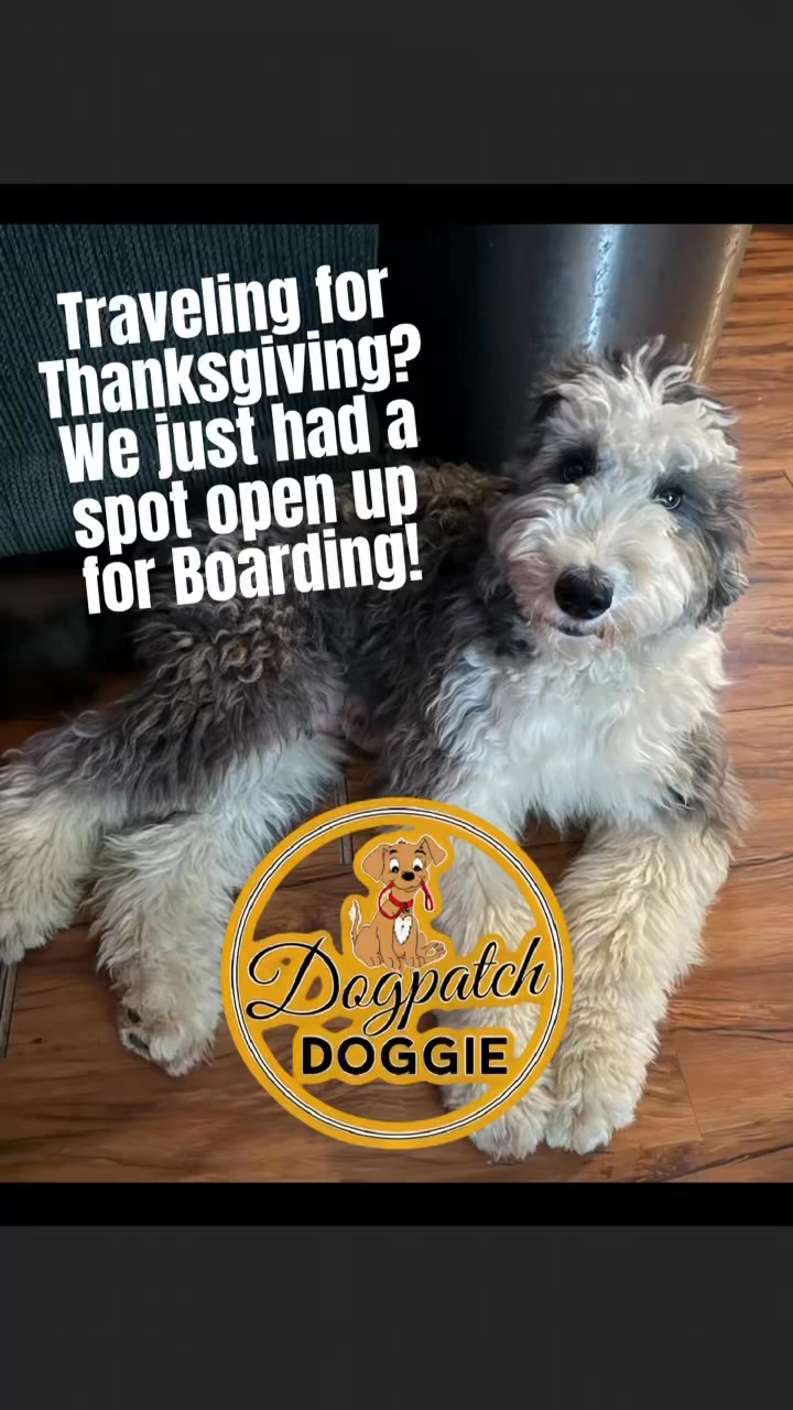 Dogpatch Doggie LLC