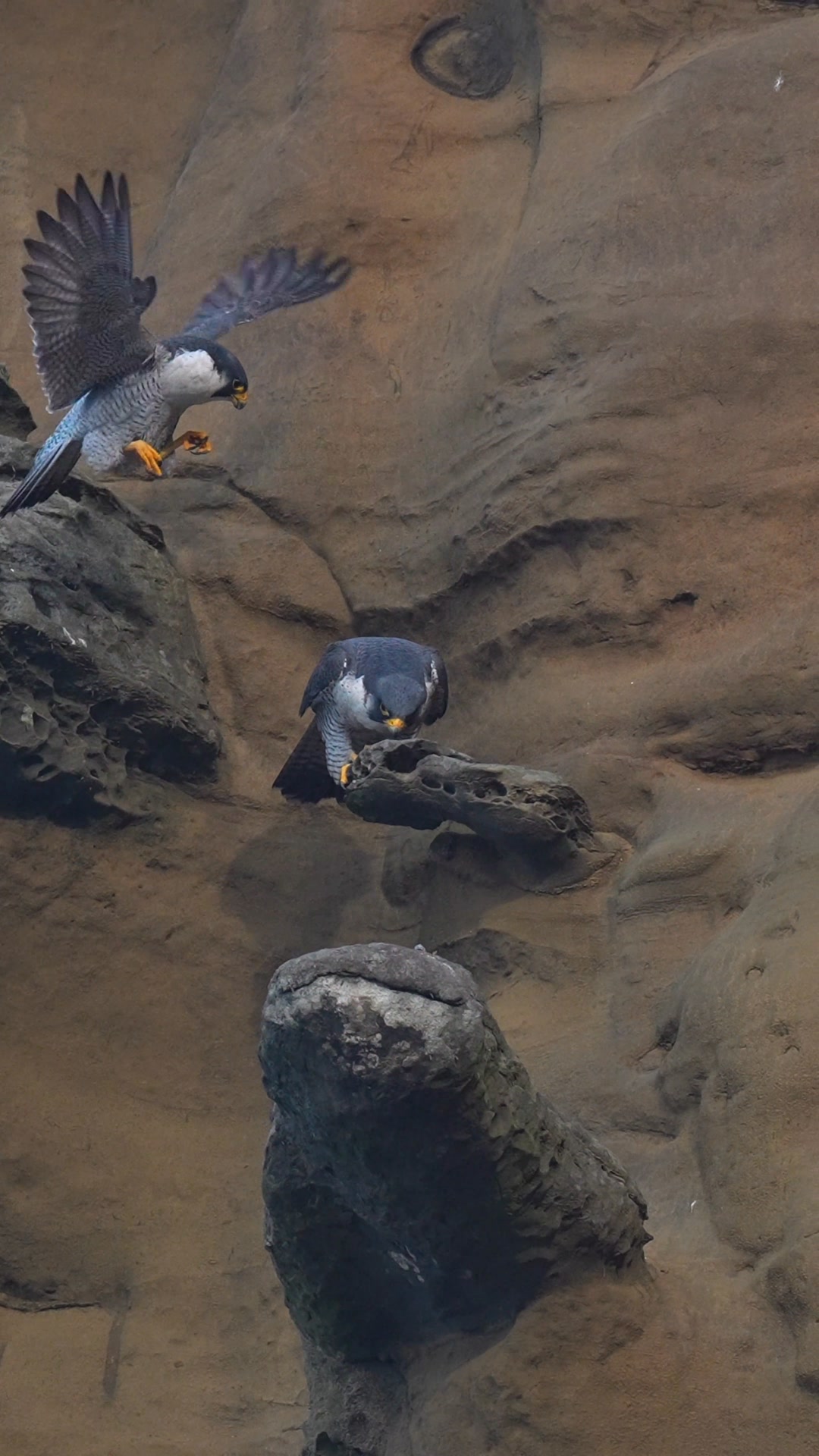 情人節快樂 Happy Valentine's Day #遊隼 #PeregrineFalcon | Ted Wu | Facebook