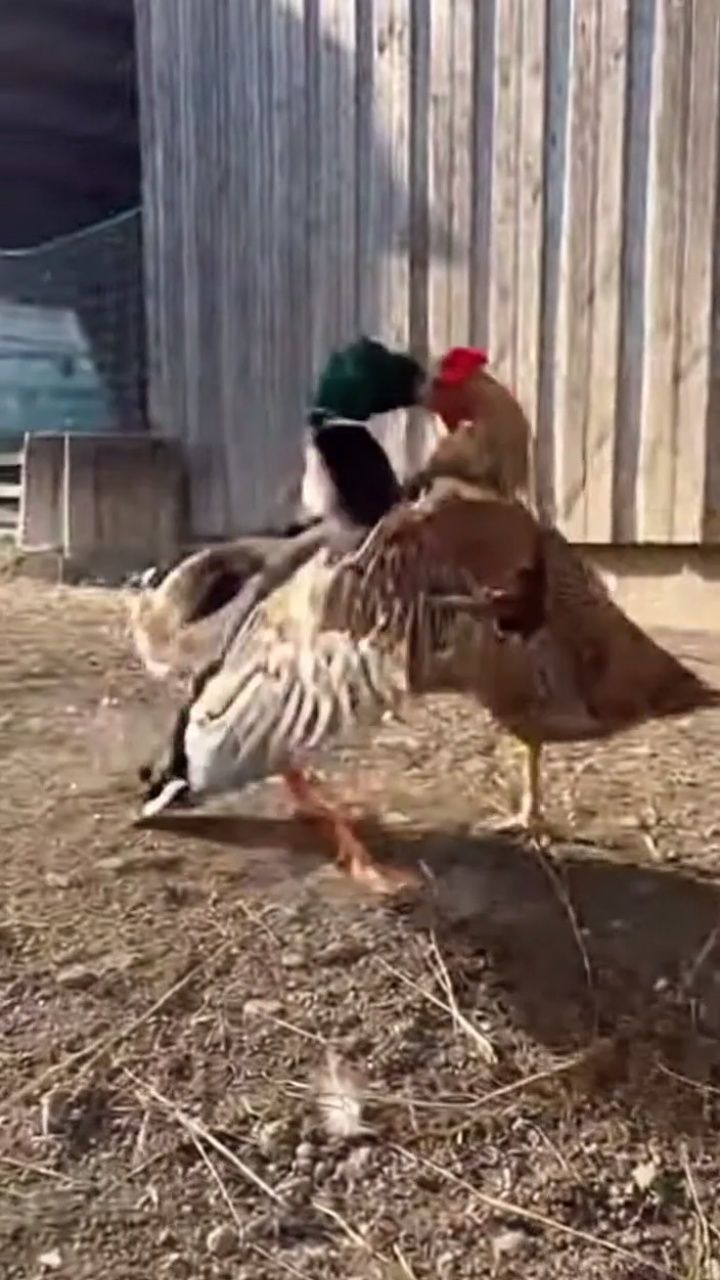 Cute Duck Starts a Fight 😜🦆🐓 | Rooster Gets Confused | Funny 4K ...