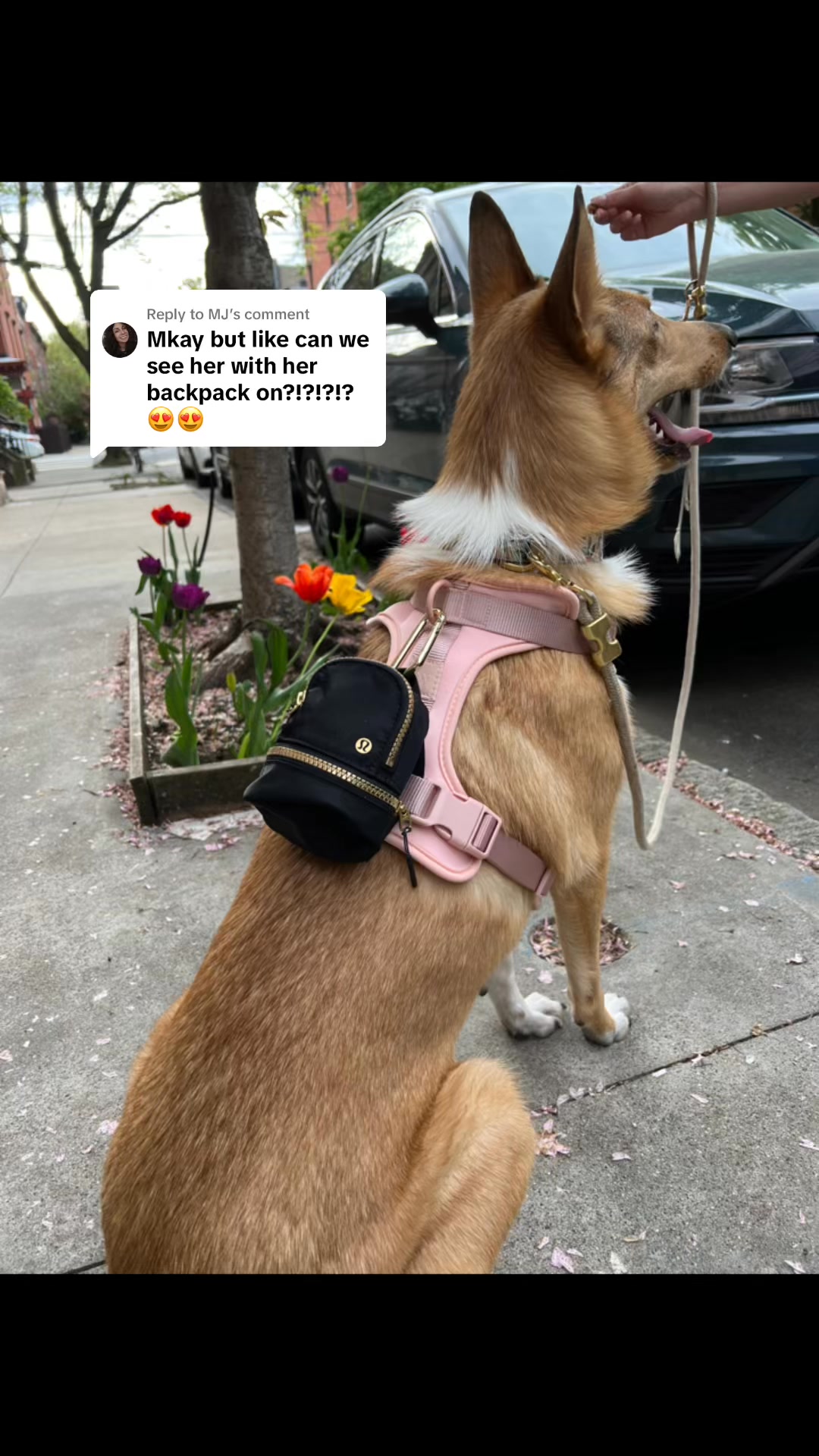 lululemon backpack for dogs Dog Walks Lip Balm nano fleece backpacks on my