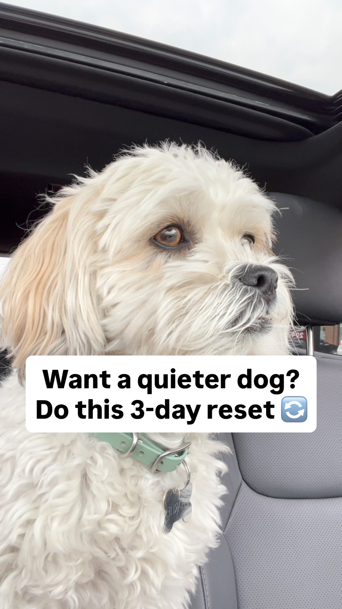 If you want to create a calm and obedient dog, you need to start with ...