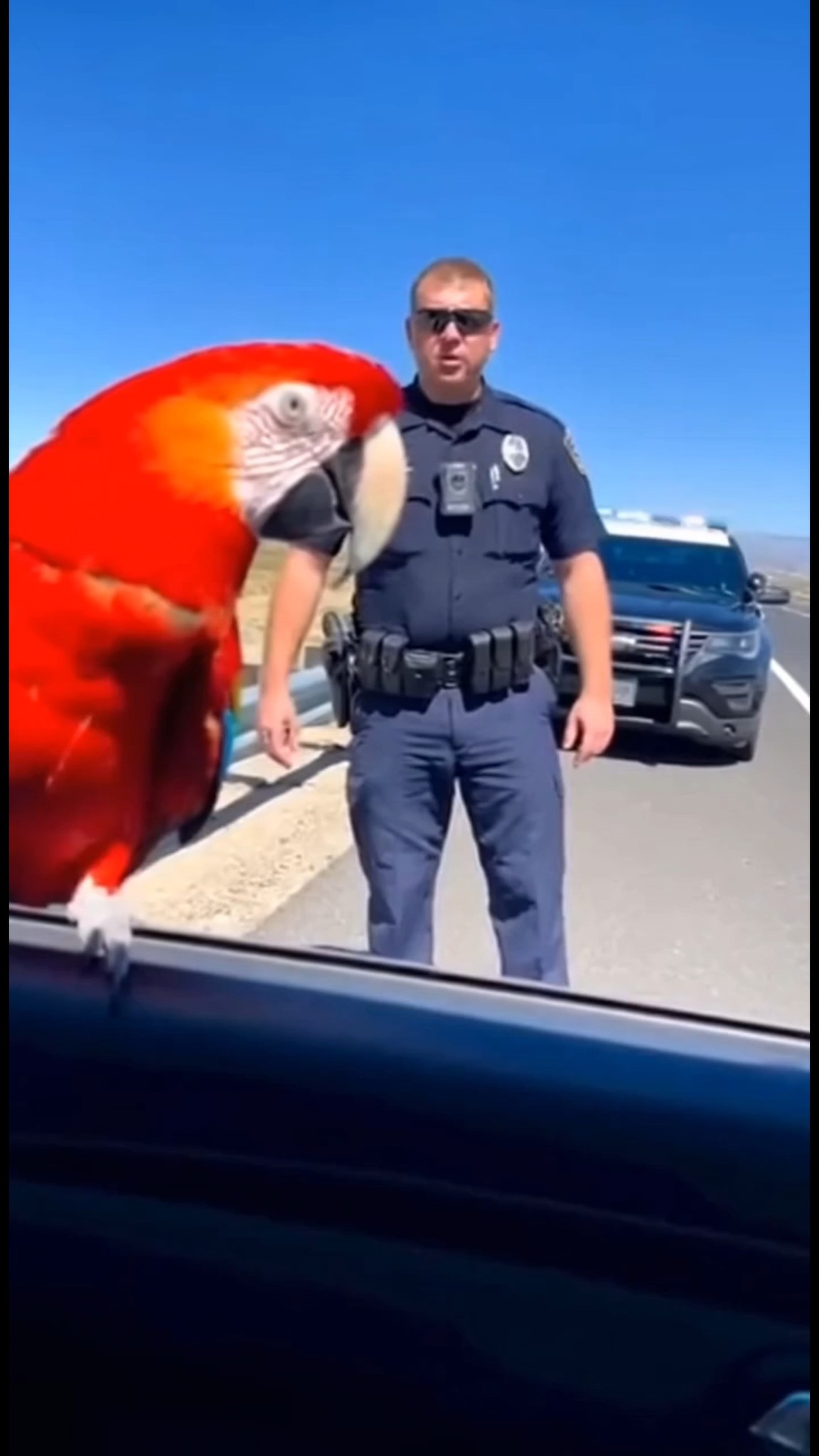 Parrot Tells the Cops “You’re Drunk” 🍺🦜👮‍♂️ (Awkward Silence) #Parrot # ...