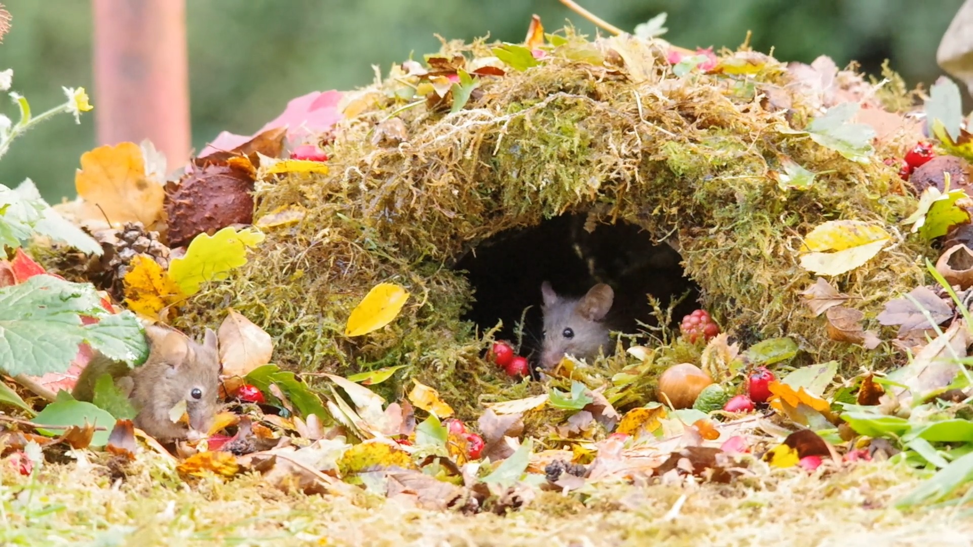 lots of the mice out foraging in the autumn leaves .. maybe there