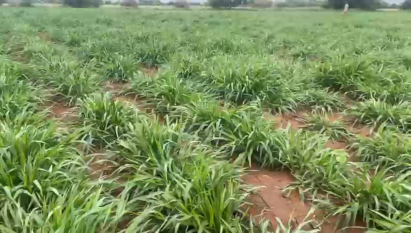 Hyperbal-FARMS BW on Reels | Facebook