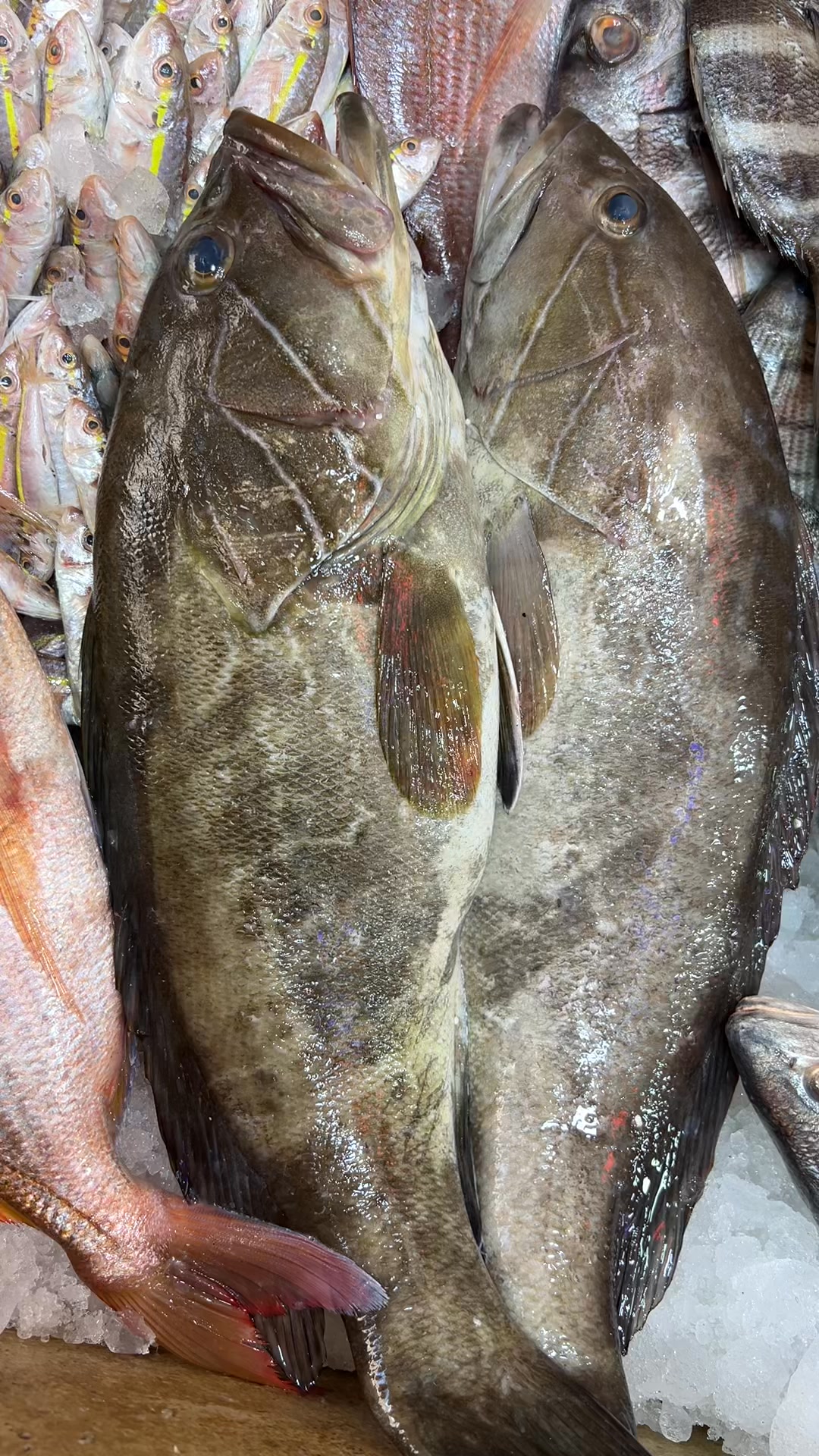 AL-Ghazal fish on Reels | Facebook