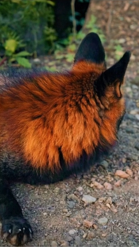 They call it the Fire Fox. Half flame, half shadow, fully real. #foxes ...