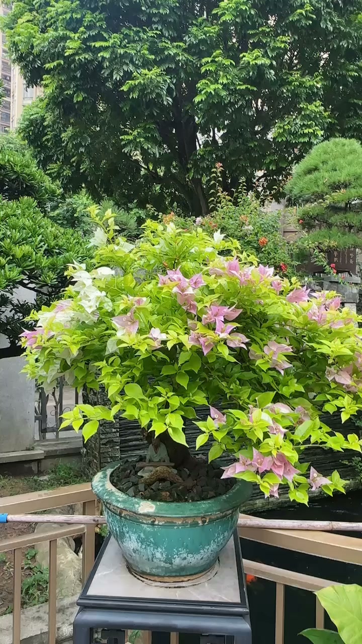 日本真弓 まゆみ Euonymus sieboldianus マユミ ニシキギ科 落葉広葉樹