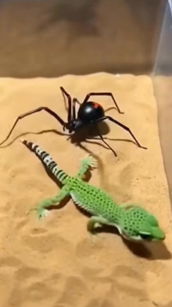 “Lizard vs Grasshopper – The Fastest Strike in the Wild!” This powerful ...