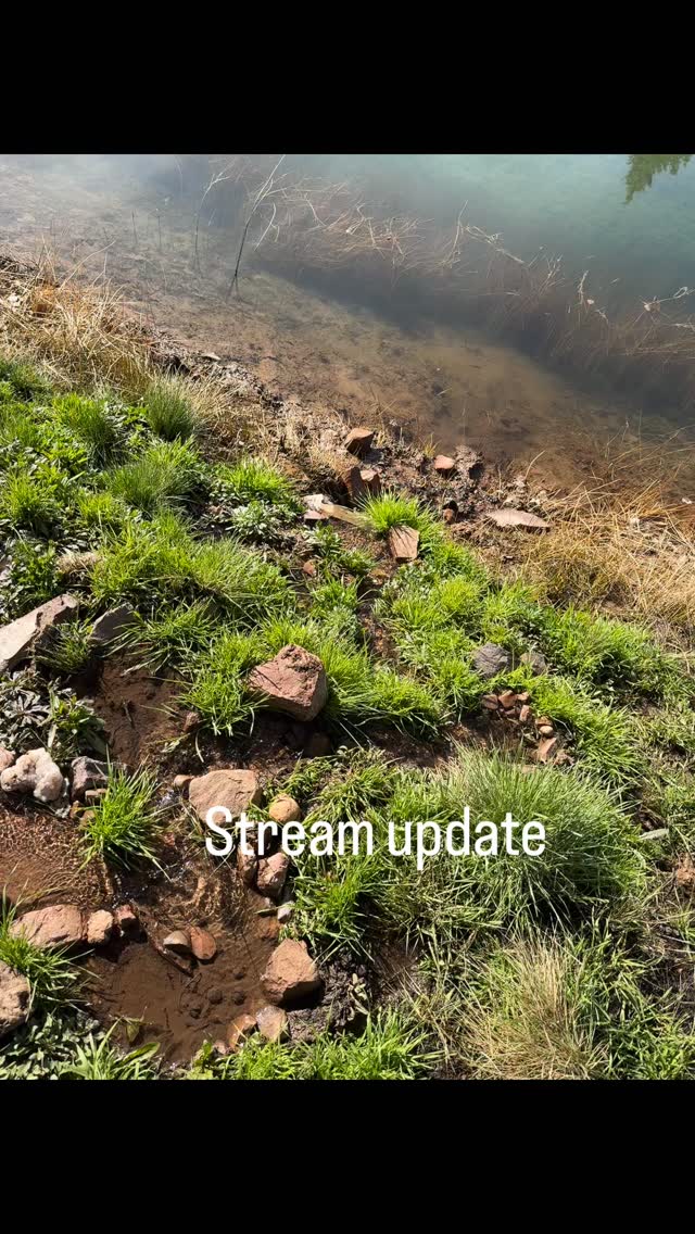 Just dropping a quick stream update on my trout egg hatching project ...