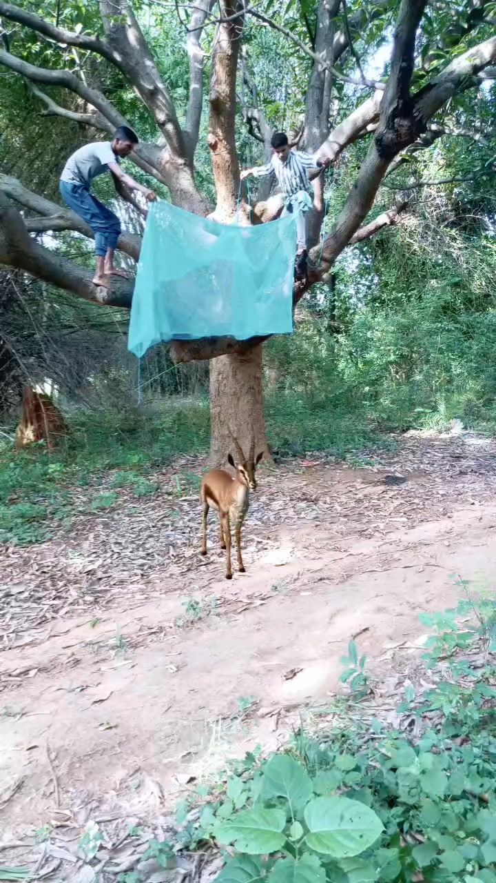 Chatching Deer 🦌#reel #reels #trending #viral #viralreels #video #tiger ...