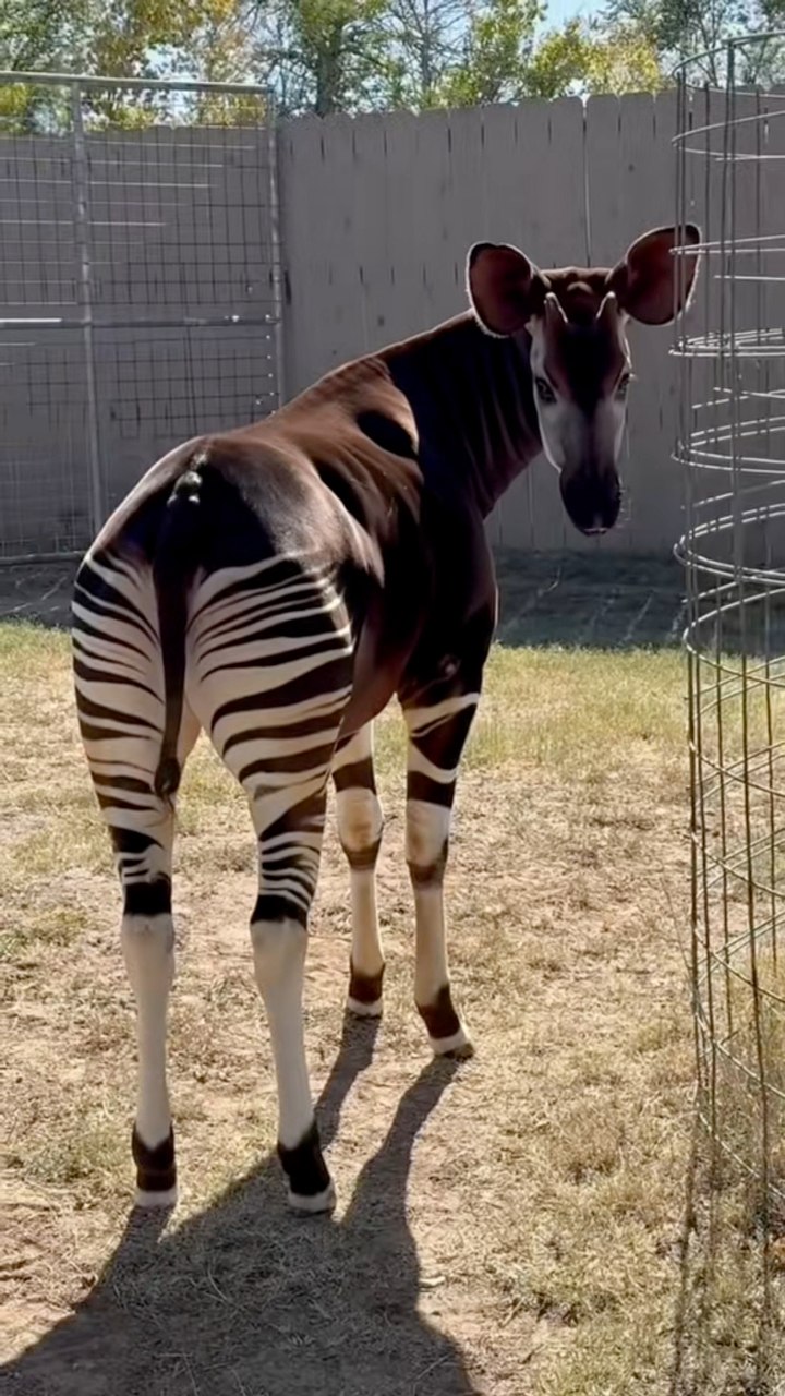 What do you know about the... - Tanganyika Wildlife Park | Facebook