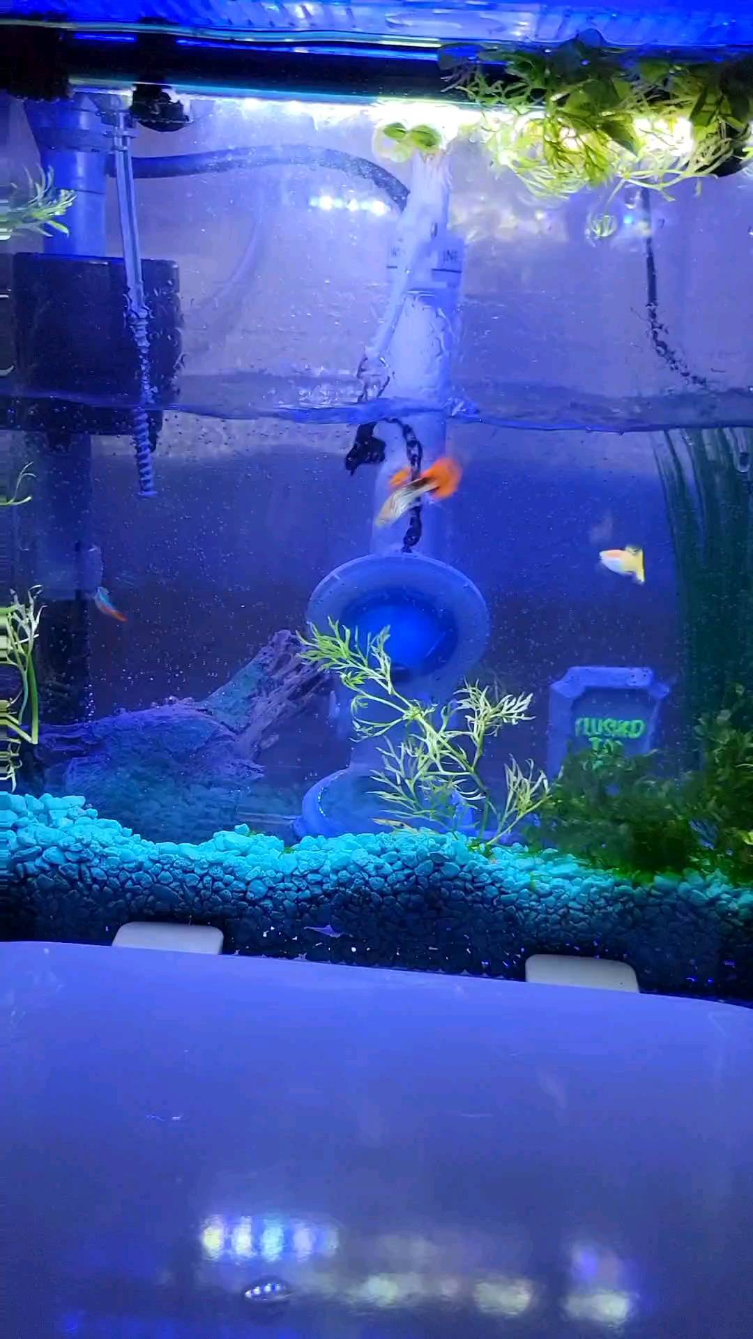 fish tank accessory toilet Elongated BLUE Aquarium AND Seashells Resin Seat, Chrome HINGES With the Penn The Royal Flush Mini Aquarium