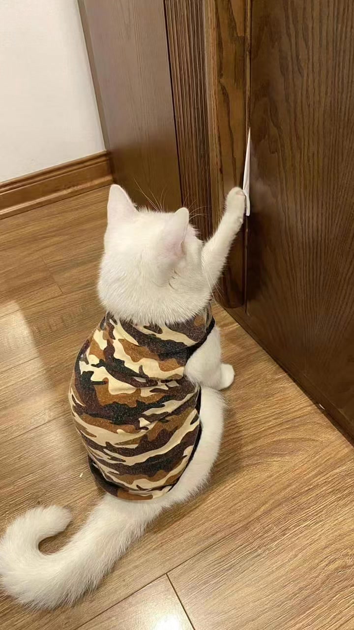 Mom, i got this 😸😸😸😸 #cat #meow #kitty #catlover #catlife | Kitty ...