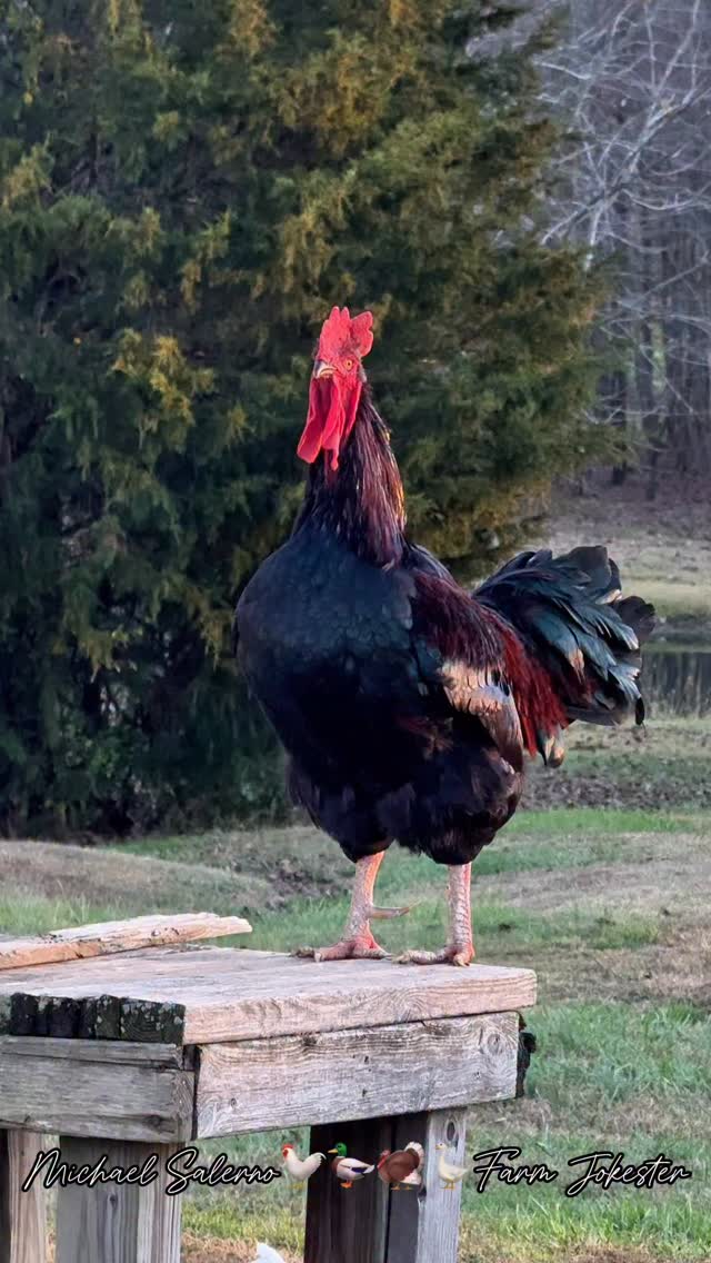 Jacob the Great, Screecher of the Seven Coops! Jacob!, Oh Jacob ...
