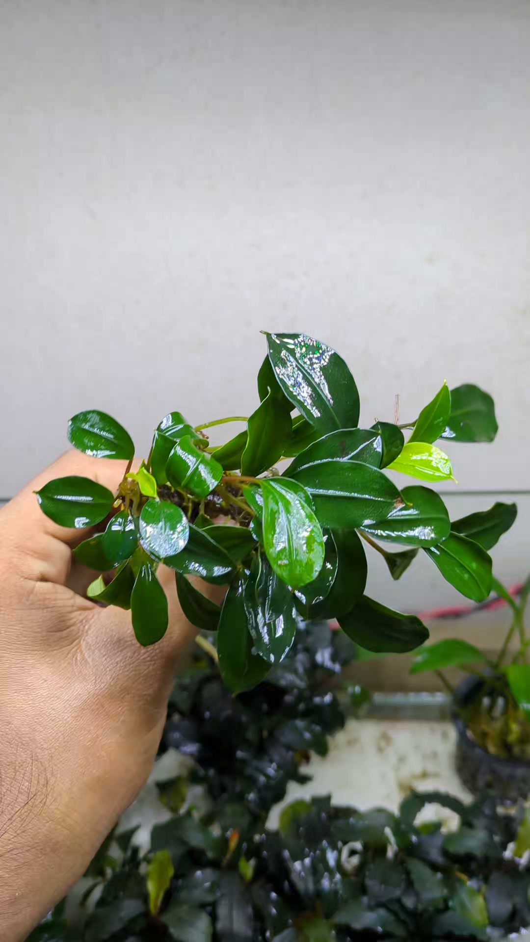 Bucep Dracula #bucephalandra | TuoiNguyen Svl