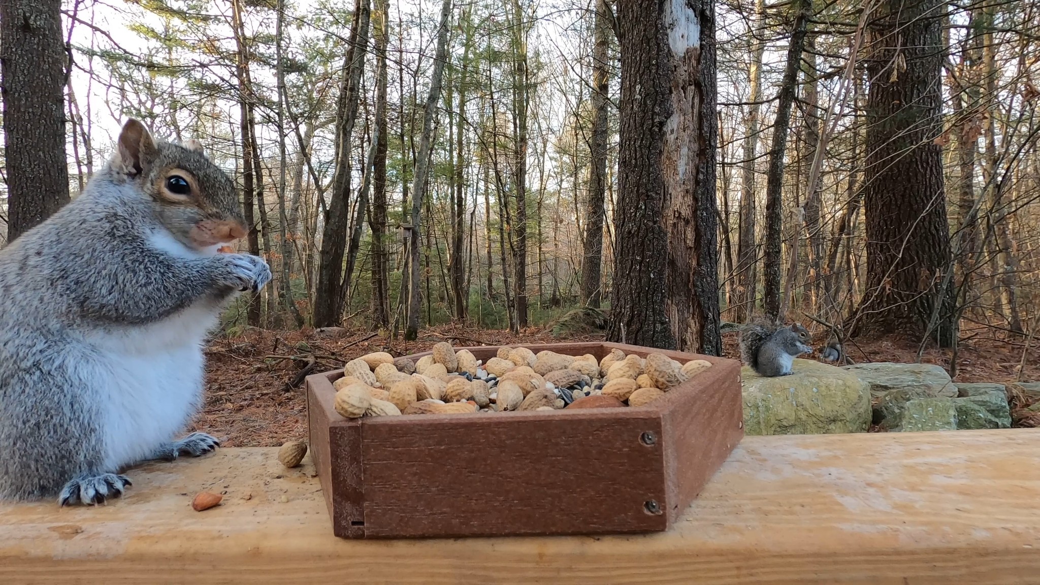 Squirrels and Jays love the KingsYard Platform Feeder with Freestanding ...