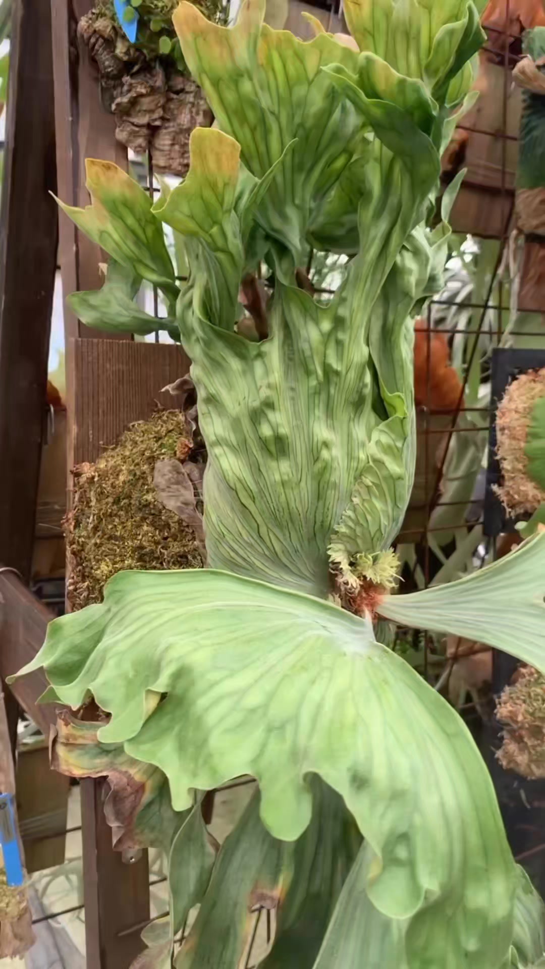 Platycerium Wandae Dwarf❤️ | Simply David & Jen