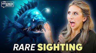 The Internet Is Obsessed With This Dead Fish | The Internet Is ...